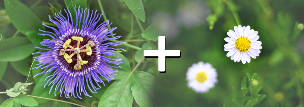 pasiflora, kamilica, herbamir, stres, depresija, izolacija