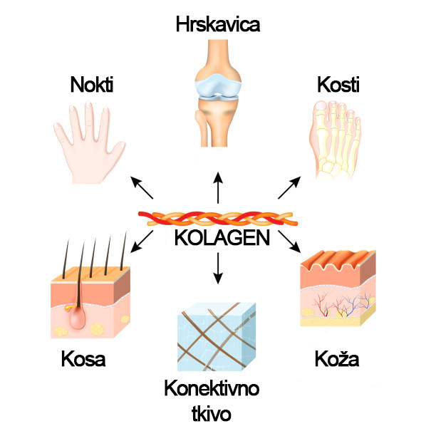 kolagen - vitamin c - zima - herba.hr - imunitet - prehlada - virusi - bakterije - mediteranski faktor - biljna ljekarna